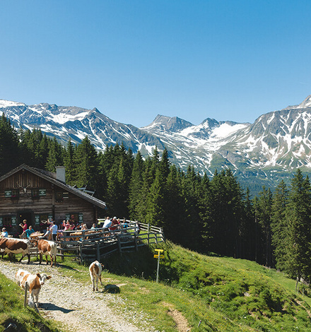 Pure Natur auf der Mitterastenalm auf der Alpenüberquerung Salzburg - Triest.