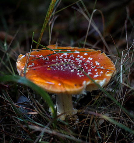 Giftige Schönheit - im Herbst schießen am Feldberg verschiedene Pilzarten aus dem Waldboden.