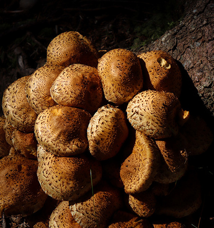 Giftige Schönheit - im Herbst schießen am Feldberg verschiedene Pilzarten aus dem Waldboden.