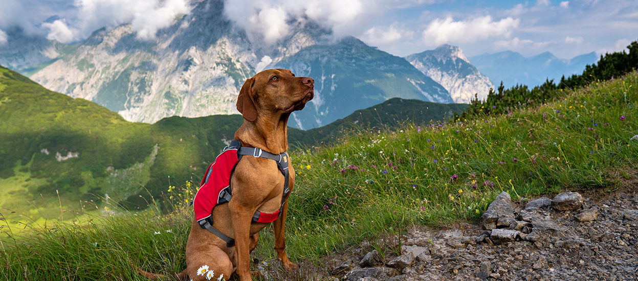 Das Hundegeschirr Webmaster Pro von Ruffwear im Test Bergzeit