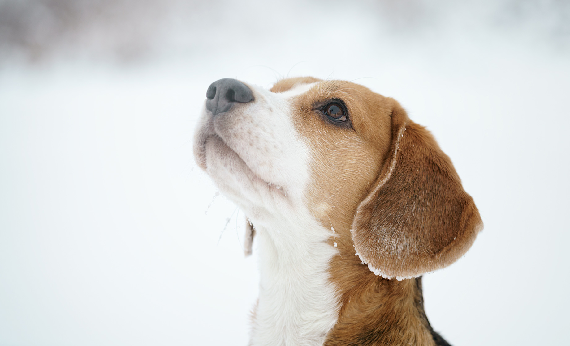 Eine Schneeschuhwanderung kann für Hund und Herrchen ein tolles Erlebnis sein - vorausgesetzt, Du bist gut vorbereitet!