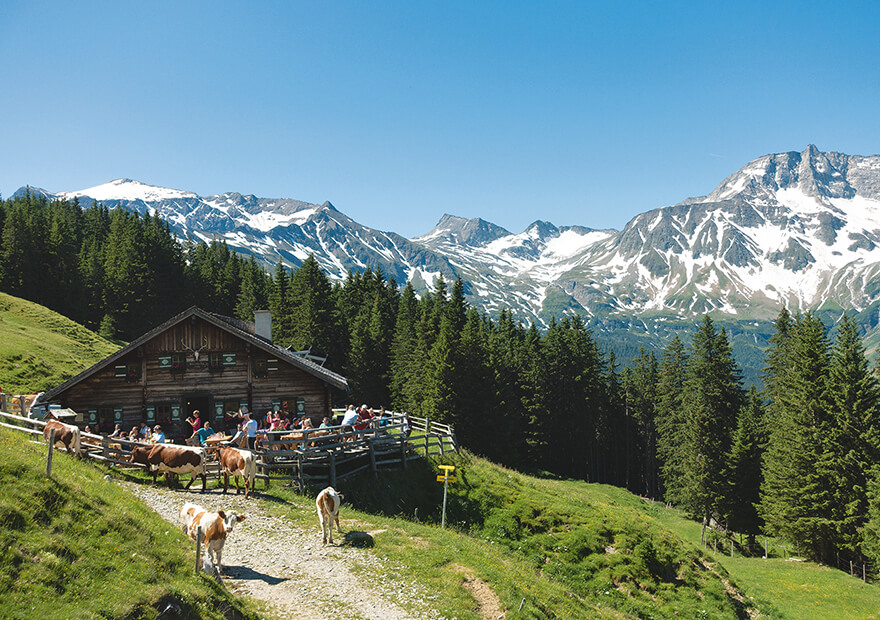 Pure Natur auf der Mitterastenalm auf der Alpenüberquerung Salzburg - Triest.
