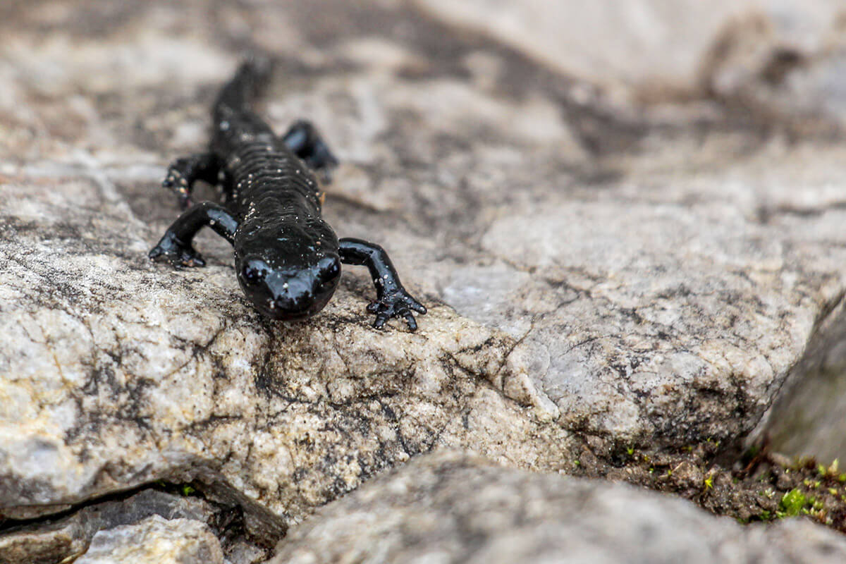 Alpentiere Bilder der wichtigsten Vertreter