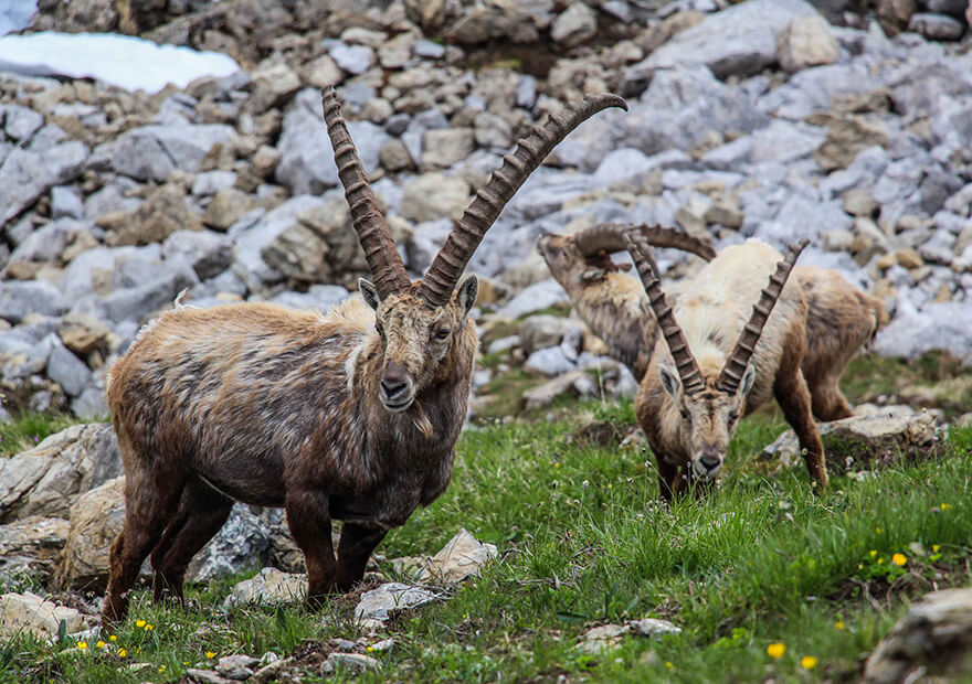 Mit etwas Glück kann man auf dem Weg von Oberstdorf nach Meran diverse Alpentiere beobachten - nahe der Memminger Hütte stehen die Chancen für Steinböcke gut.