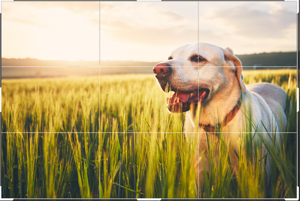 Bessere Bilder mit der Drittel-Regel: Bildbearbeiungsprogramme wie Photoshop zeigen das neunteilige Raster beim Zuschnitt automatisch an.