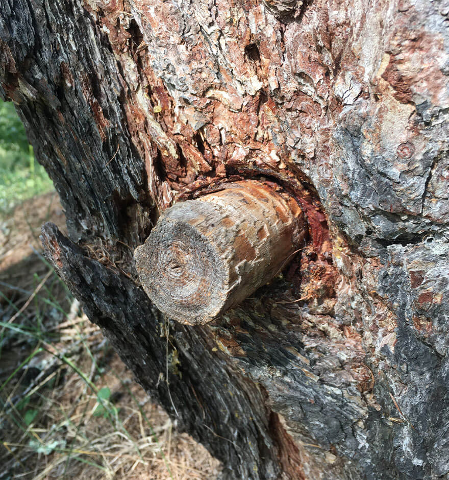 Aus dem wohlriechenden Harz der Lärchen wird im Val die Sole Kosmetik hergestellt. 