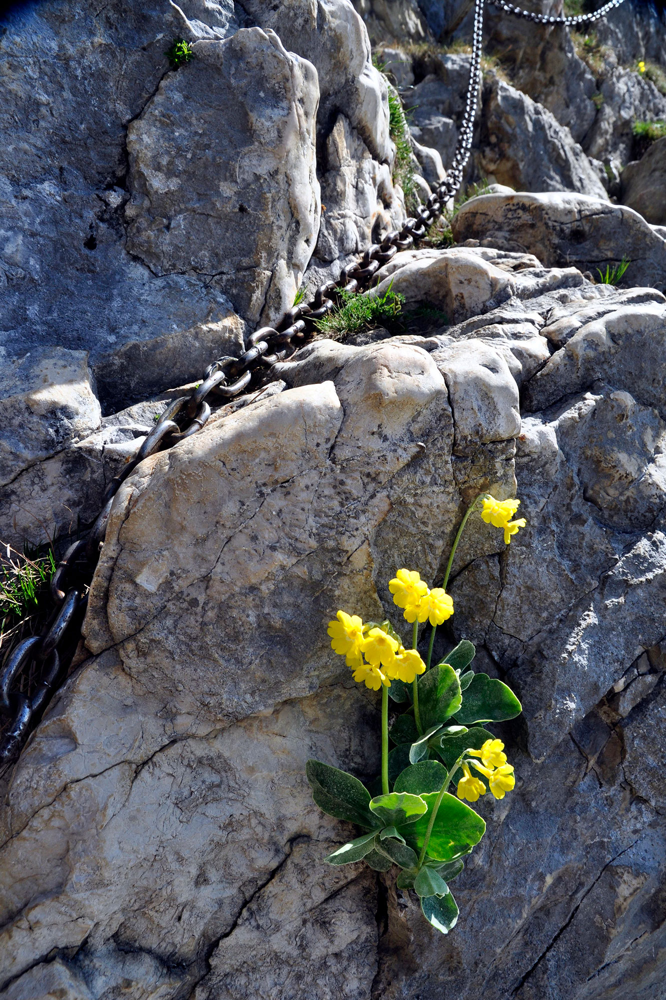 Alpen-Aurikel auf dem Weg zum Säuling. Besonders im oberen Teil erfordert der Steig Trittsicherheit, Schwindelfreiheit und etwas Bergerfahrung.