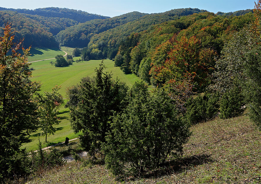 Durch Wald und Wacholderheiden wandern wir abwechslungsreich rund um Bad Boll.