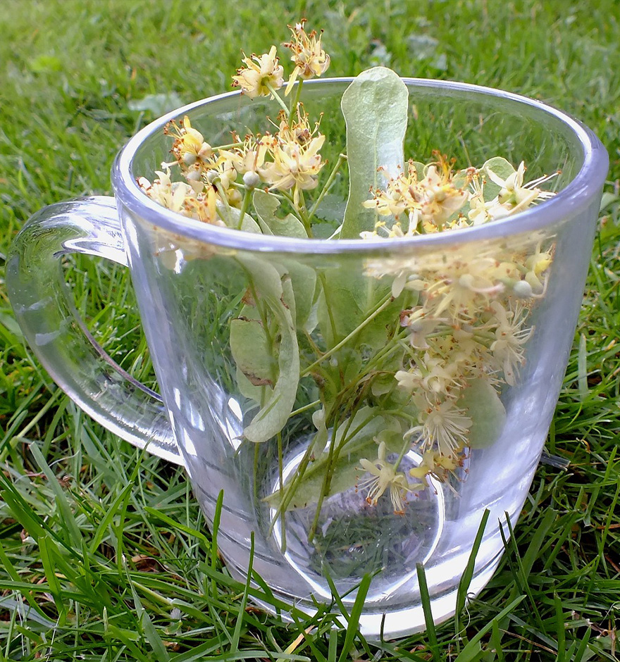 Lindenblütentee hilft bei Erkältungen, aber ist auch in gesunden Zeiten eine leckere Wohltat.