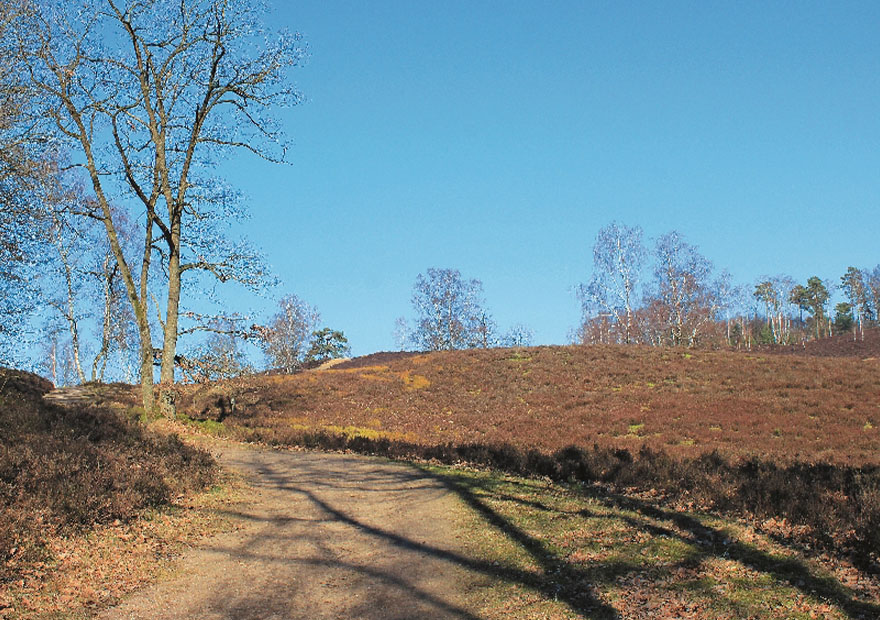 Abwechslungsreich wandern wir nach einigen Waldabschnitten durch die Neugrabener Heide.